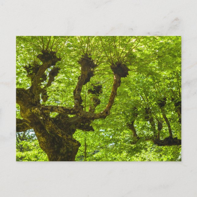 Cartão Postal Ilha de São Miguel (Frente)