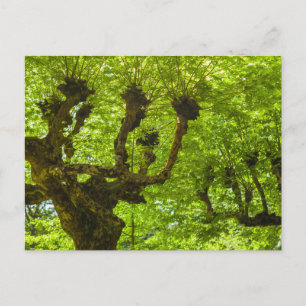 Cartão Postal Ilha de São Miguel