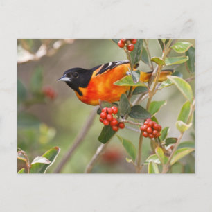 Cartão Postal Ilha do Padre do Sul, Texas, EUA, Baltimore Oriole
