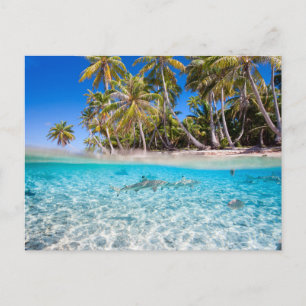 Cartão Postal Ilha tropical sob e acima da água