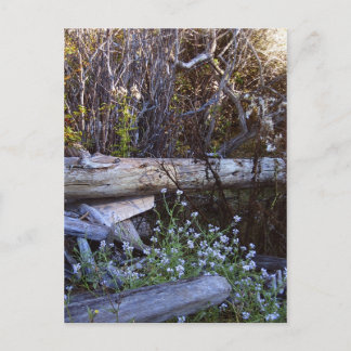 Cartão Postal Ilha Whidbey 1