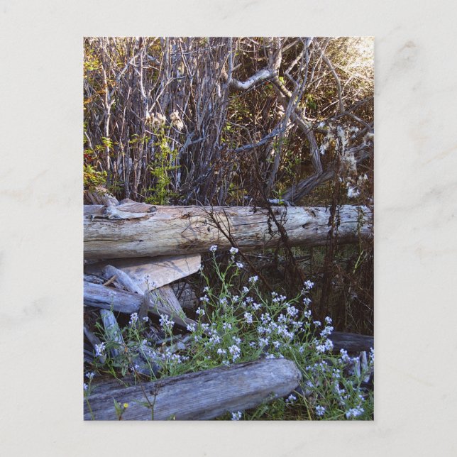 Cartão Postal Ilha Whidbey 1 (Frente)