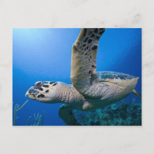 Cartão Postal Ilhas Cayman, Little Cayman Island, Subaquático
