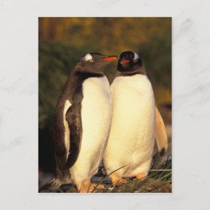 Cartão Postal Ilhas Falkland. Pinguins Gentoo. (Pyroscelis