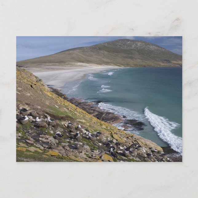 Cartão Postal Ilhas Falkland, West Falkland, Saunders (Frente)