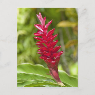 Cartão Postal Ilhas Fiji, Viti Levu. Flor.