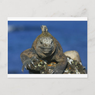 Cartão Postal Ilhas Galápagos da iguana marinha