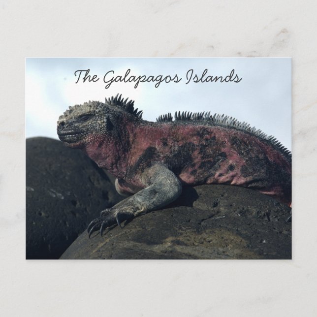 Cartão Postal Ilhas Galápagos Iguana Negra (Frente)