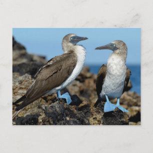 Cartão Postal Ilhas Galápagos, Ilha Isabela