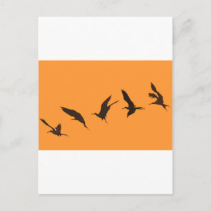 Cartão Postal Ilhas Galápagos, uma magnífica fragata