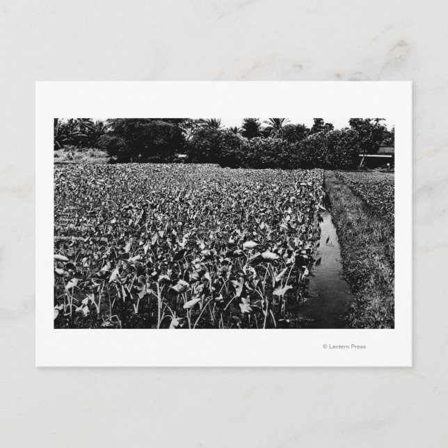 Cartão Postal Ilhas HavaianasFotografia de Taro FieldHawaii (Frente)