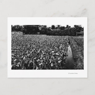 Cartão Postal Ilhas HavaianasFotografia de Taro FieldHawaii