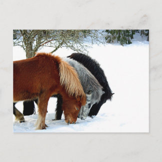 Cartão Postal IlhasHästar - Häst