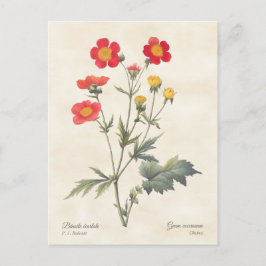 Cartão Postal Illustração Botânica dos Fornos Vermelhos