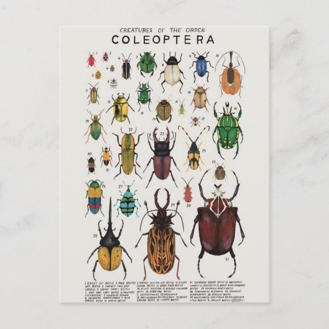 Cartão Postal Illustração coléoptères (Frente)