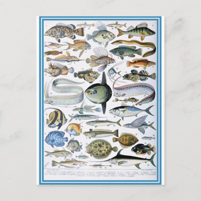 Cartão Postal Illustração de poissons de dicionário (Frente)