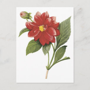 Cartão Postal Iluminação botânica de flores vermelhas; dália dup
