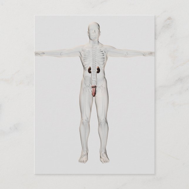 Cartão Postal Ilustração 3D Do Sistema De Reprodução Masculina 2 (Frente)