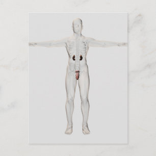 Cartão Postal Ilustração 3D Do Sistema De Reprodução Masculina 2
