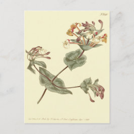 Cartão Postal Ilustração Amarela Minorca Honeysuckle