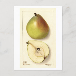 Cartão Postal Ilustração Anju Pear Vintage