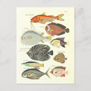 Cartão Postal Ilustração Antiga de Peixes Coloridos