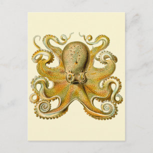 Cartão Postal Ilustração antiga de polvo monstro marinho