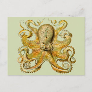 Cartão Postal Ilustração antiga de polvo monstro marinho