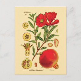 Cartão Postal Ilustração antiga de romã