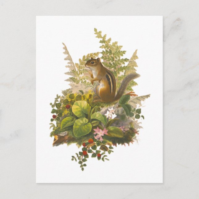 Cartão Postal Ilustração Antiga de um Esquilo Adorável (Frente)