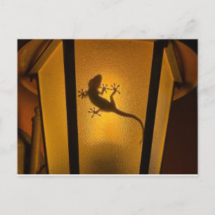 Cartão Postal Ilustração Artística de Lagarto
