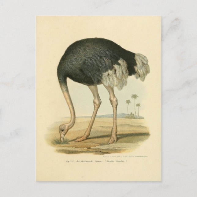 Cartão Postal Ilustração autorizada (Frente)
