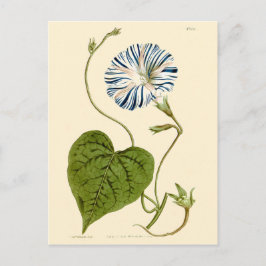 Cartão Postal Ilustração Azul de Glória da Manhã
