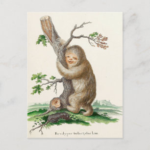 Cartão Postal Ilustração Bizarre Vintage Sloth