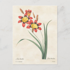 Cartão Postal Ilustração Botânica Antiga da Flor de Arlequim