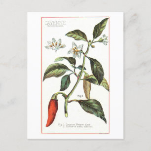 Cartão Postal Ilustração Botânica Antiga de Pimenta Caiena