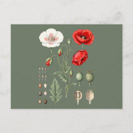 Cartão Postal Ilustração Botânica Arte Floral.