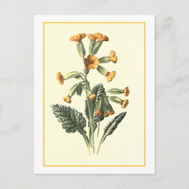 Cartão Postal Ilustração Botânica "Cowslip" (Frente)