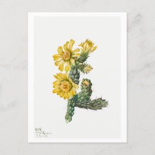 Cartão Postal Ilustração Botânica Cylindropuntia Whipplei