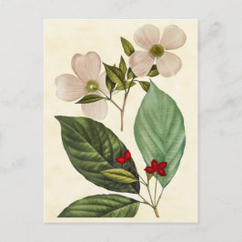 Cartão Postal Ilustração botânica da árvore de Dogwood do