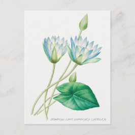 Cartão Postal Ilustração Botânica da Flor de Lótus Azul Pálido