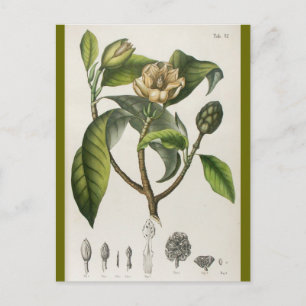 Cartão Postal Ilustração botânica da flor do vintage
