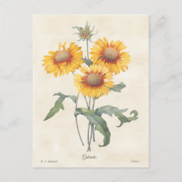 Cartão Postal Ilustração Botânica da Gaillardia Amarela