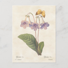 Cartão Postal Ilustração Botânica da lavanda Gloxinia Vintage