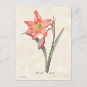 Cartão Postal Ilustração Botânica de Amaryllis Rosa Vintage