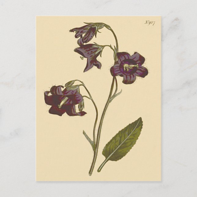 Cartão Postal Ilustração Botânica De Bela-Flor Sage (Frente)