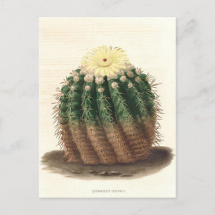 Cartão Postal Ilustração Botânica de Cactus de 1841