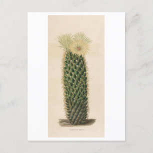 Cartão Postal Ilustração Botânica de Cactus de 1841