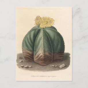 Cartão Postal Ilustração Botânica de Cactus de 1841