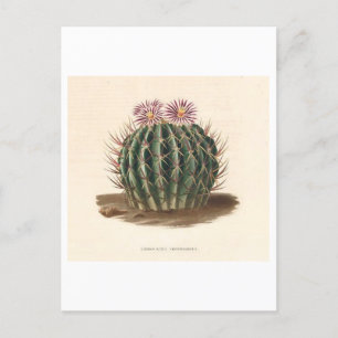 Cartão Postal Ilustração Botânica de Cactus de 1841